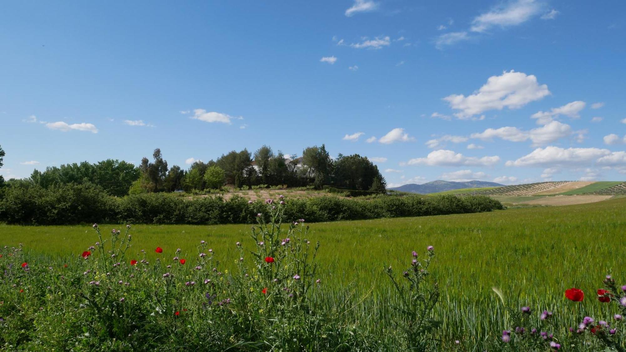Cortijo La Gineta Vendégház Alcalá la Real Kültér fotó